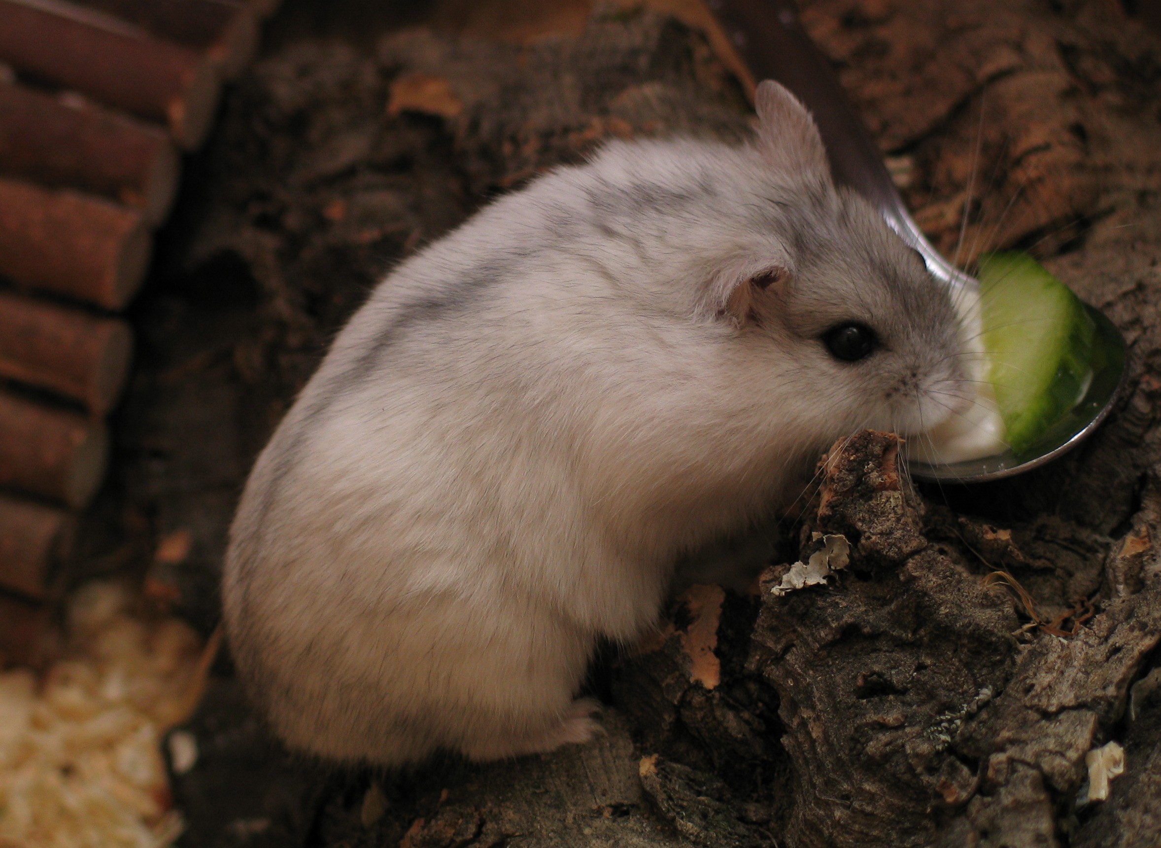 A white winter white dwarf hamster sitting among pieces of bark.