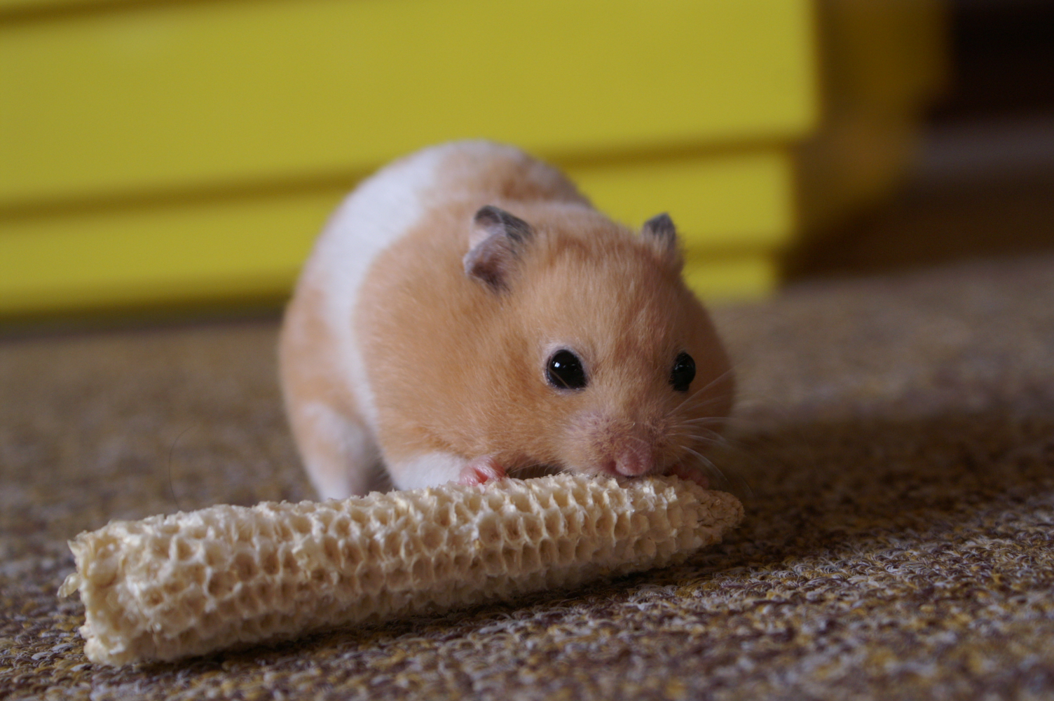A golden Syrian hamster nibbling a corn cob, with its tiny paws resting on the corn.